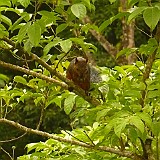 Fotografia Luis G Araya Z-Ecoglide-Costa Rica-2008